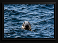 Well, Hello! | Framed