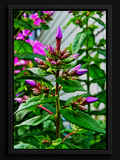 Before the Bloom | Framed