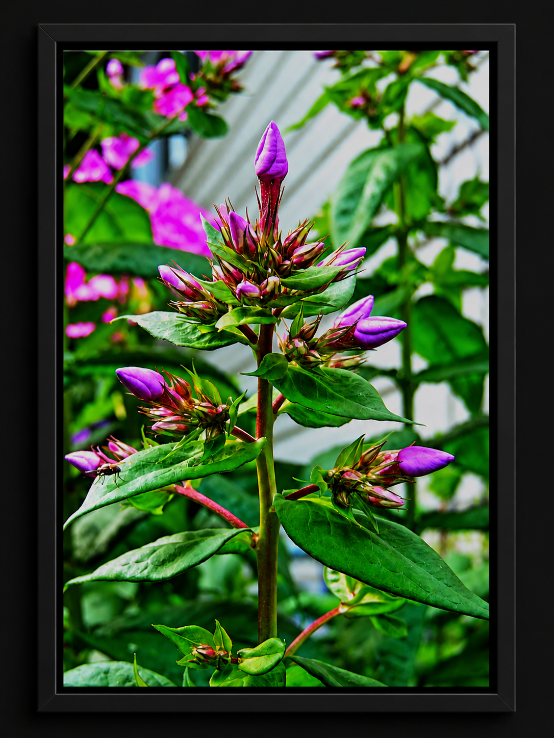 Before the Bloom | Framed