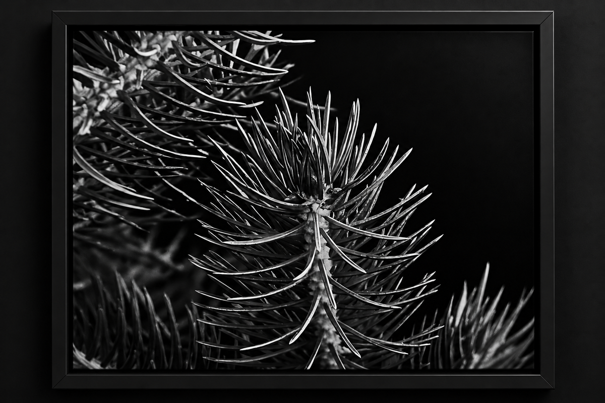 Needle & Shadow | Framed