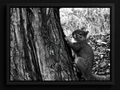 Caught Looking | Framed