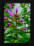Before the Bloom