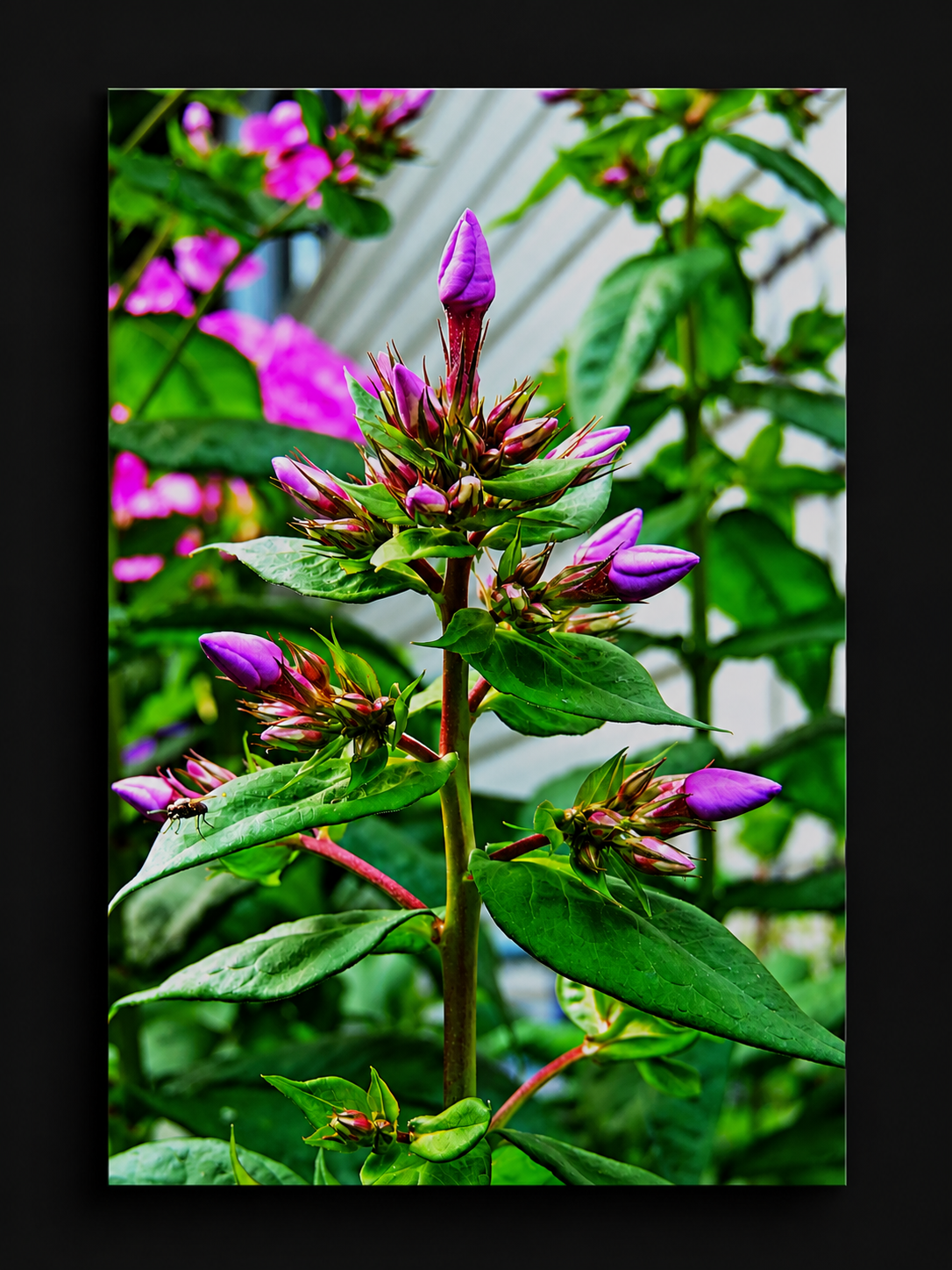 Before the Bloom
