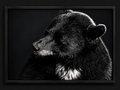Untamed | Framed