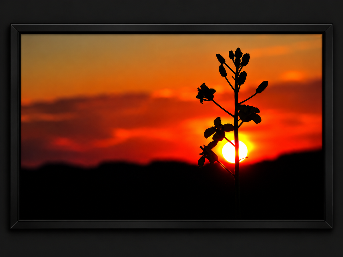 Last Light | Framed