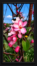 Spring Awakening | Framed