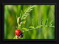 Little Wanderer | Framed